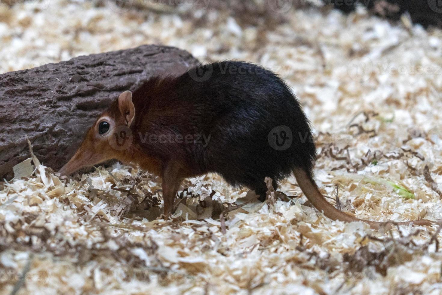 giant elephant shrew from tanzania photo