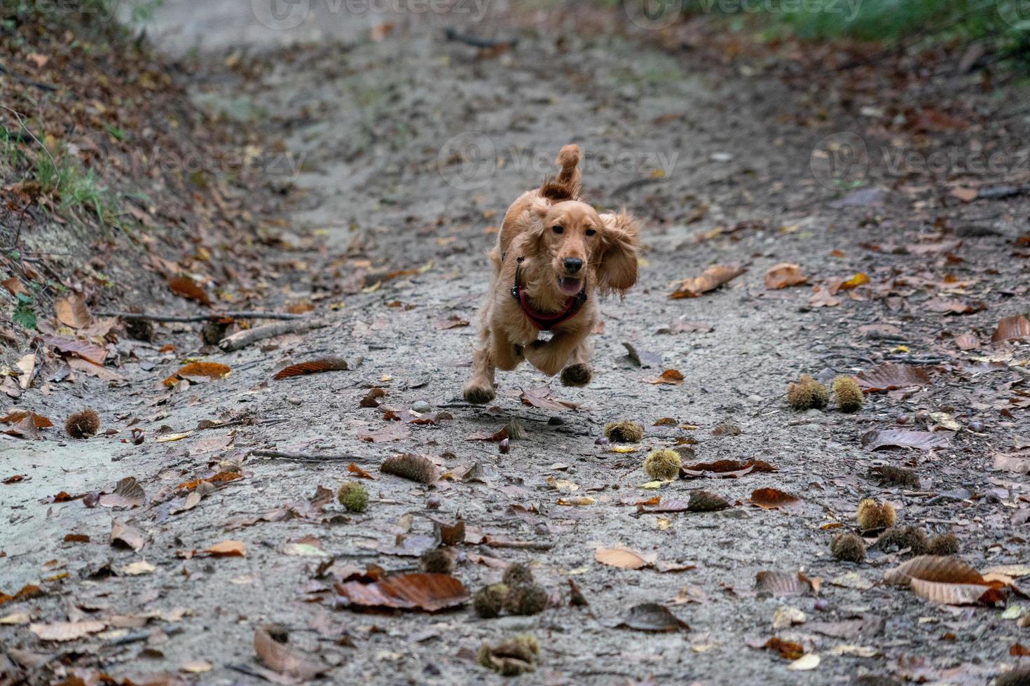 puppy dog cocker spaniel running in the autumn courtyard photo