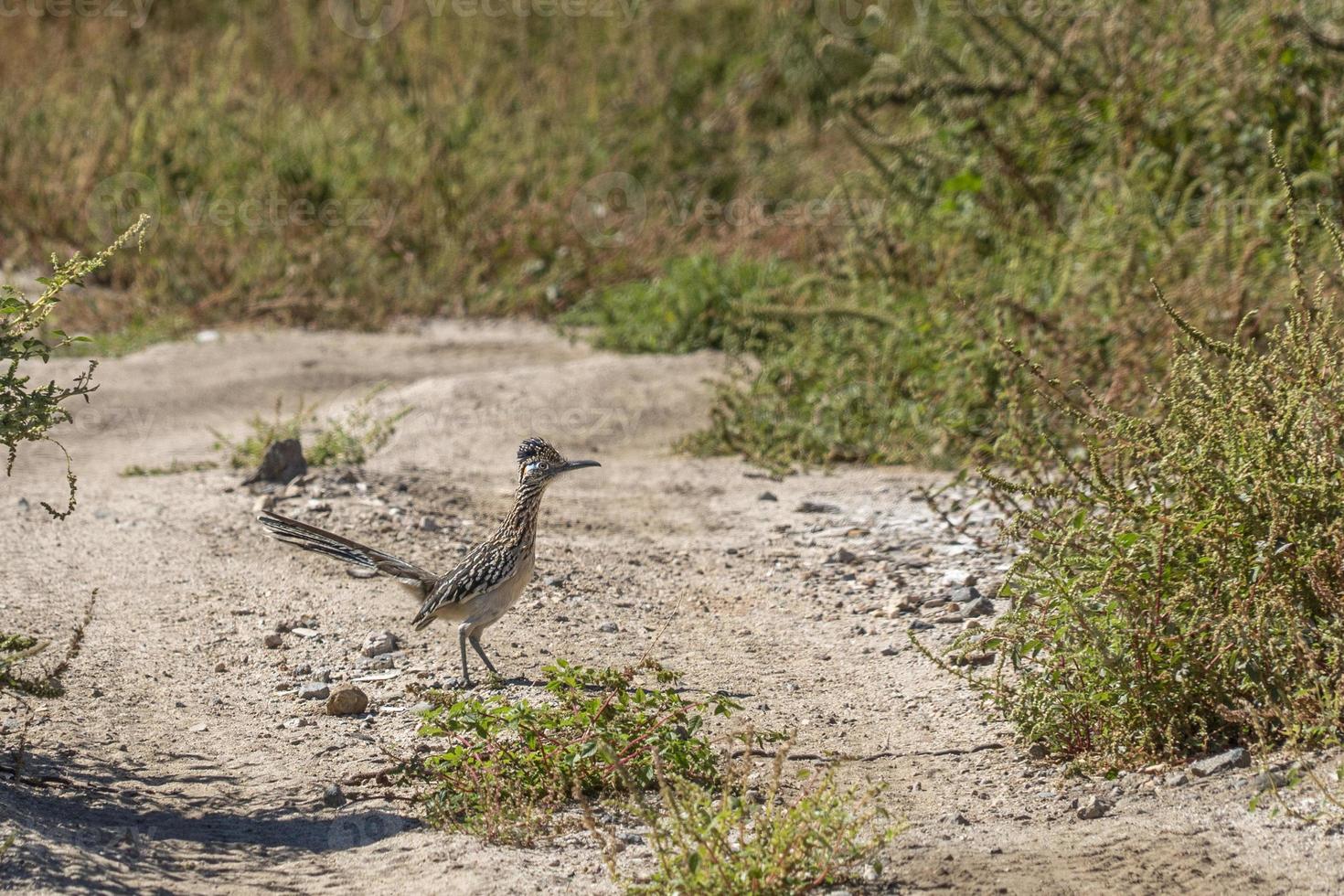 pájaro correcaminos de cerca foto