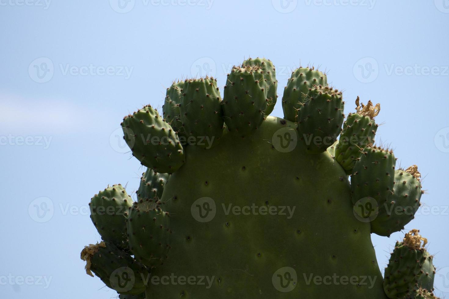 prickly pear Sicily Mediterranean Sea Cactus photo