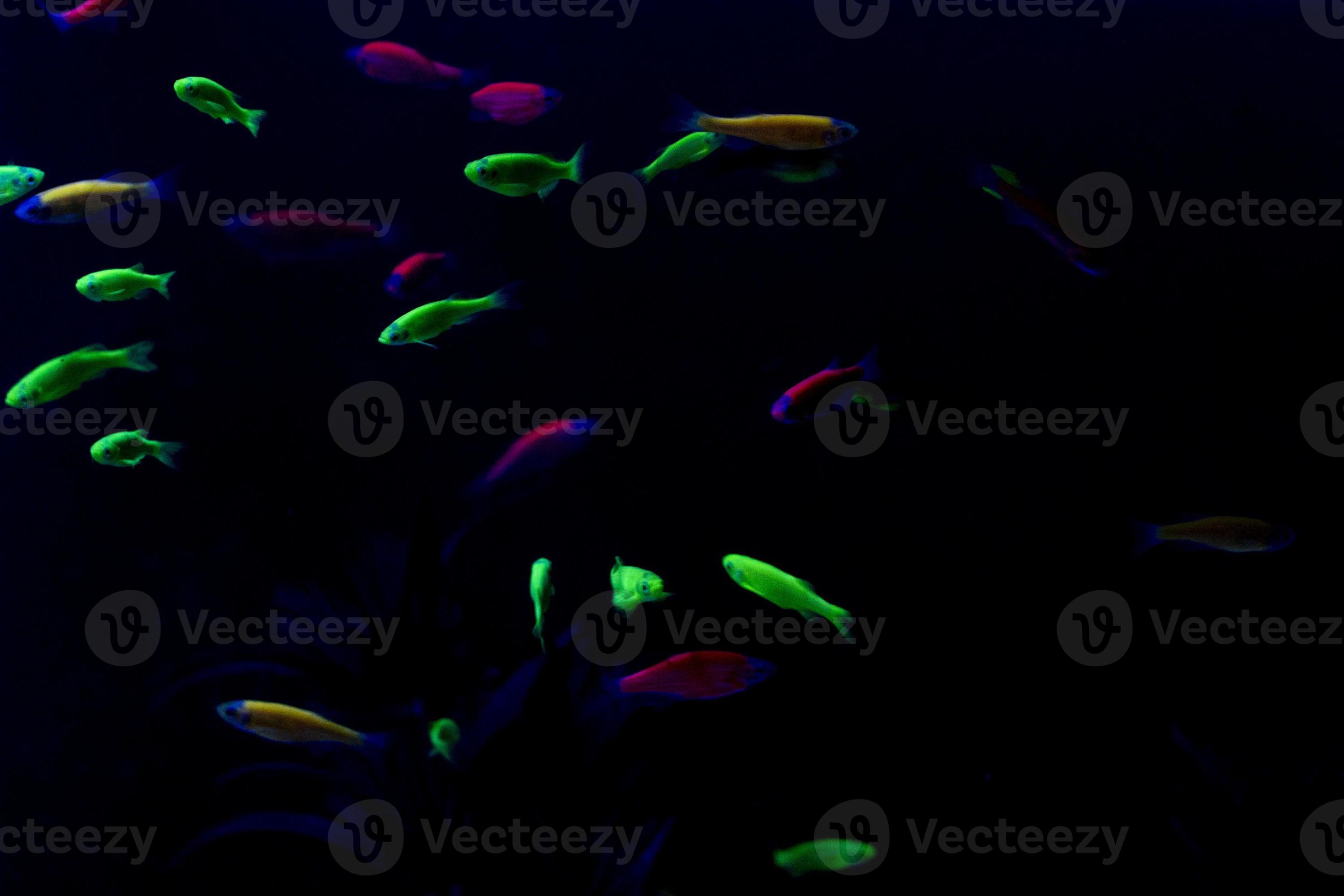 neon fish in aquarium 17409596 Stock Photo at Vecteezy