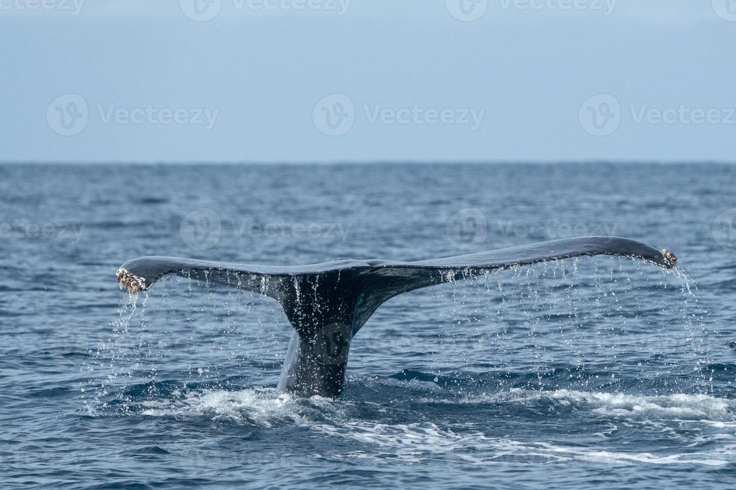 humpback whale tails while diving photo