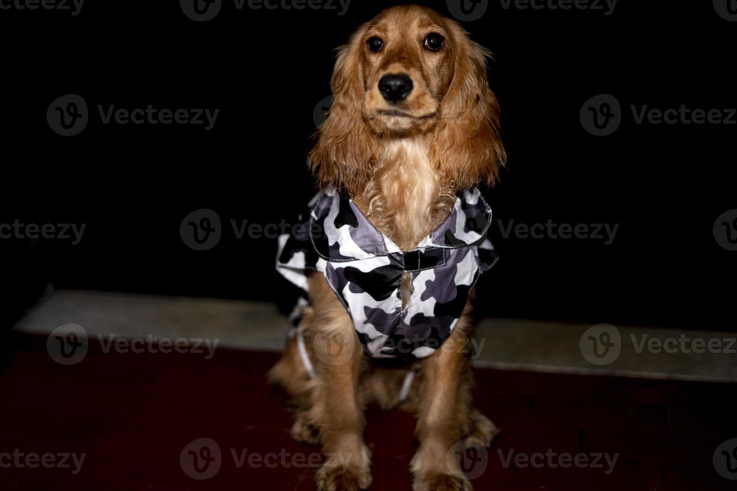 puppy dog cocker spaniel with mimetic poncho photo