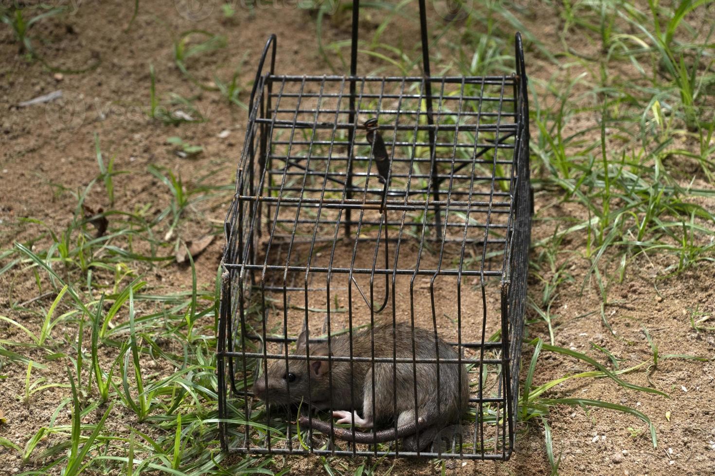 Mouse in a trap cage photo