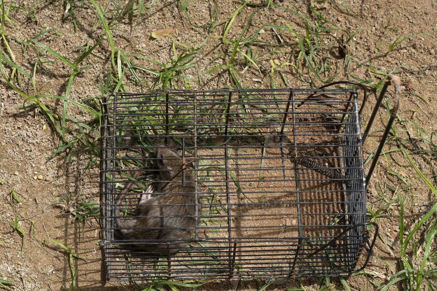 ratón en una jaula trampa foto