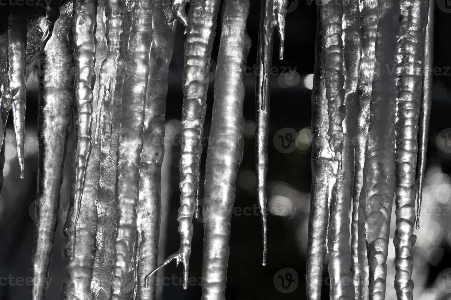 icicles frozen ice on tree branches photo