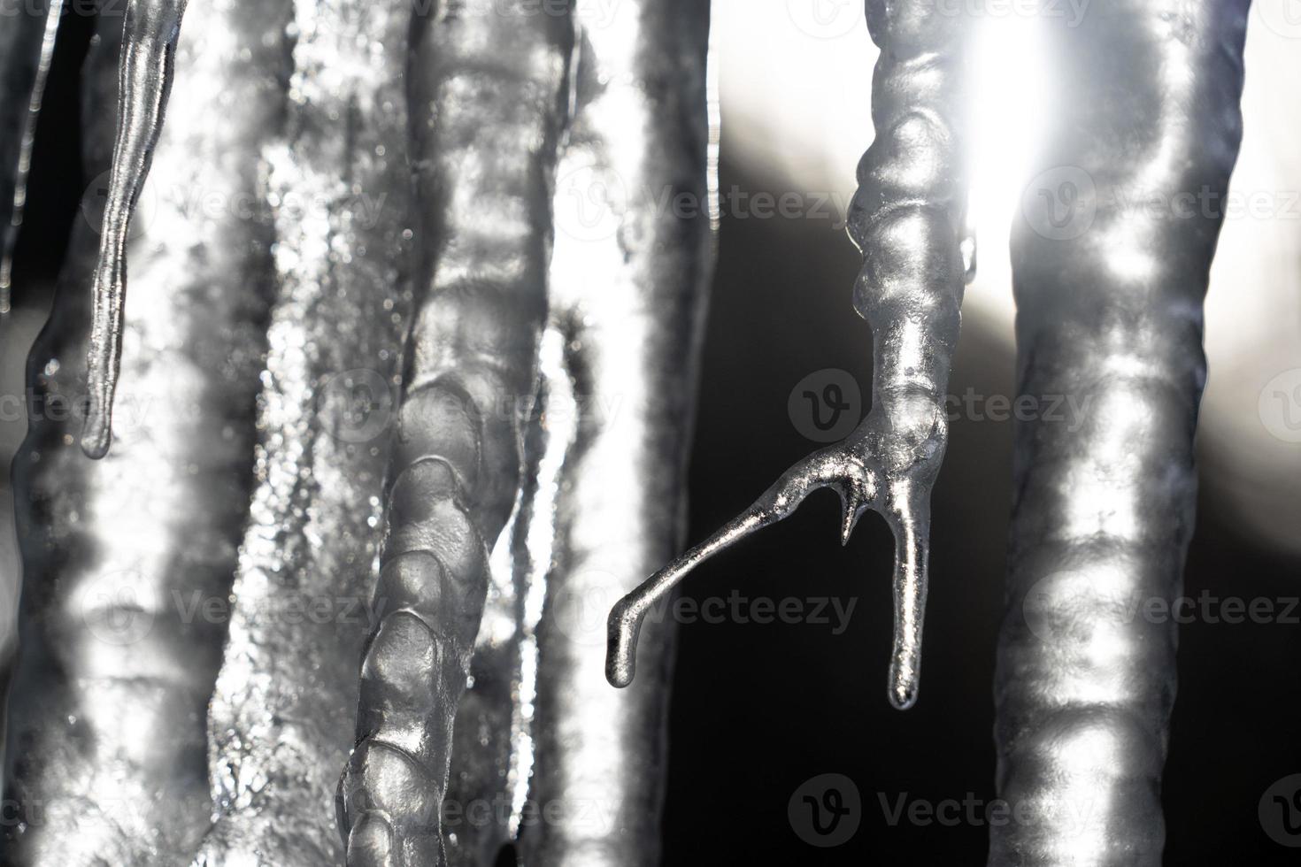 icicles frozen ice on tree branches photo