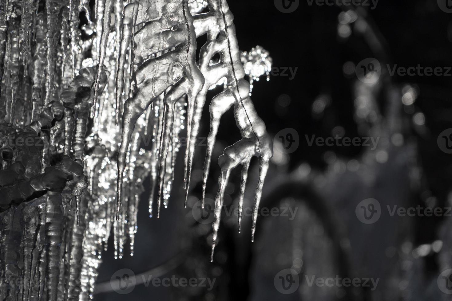 icicles frozen ice on tree branches photo