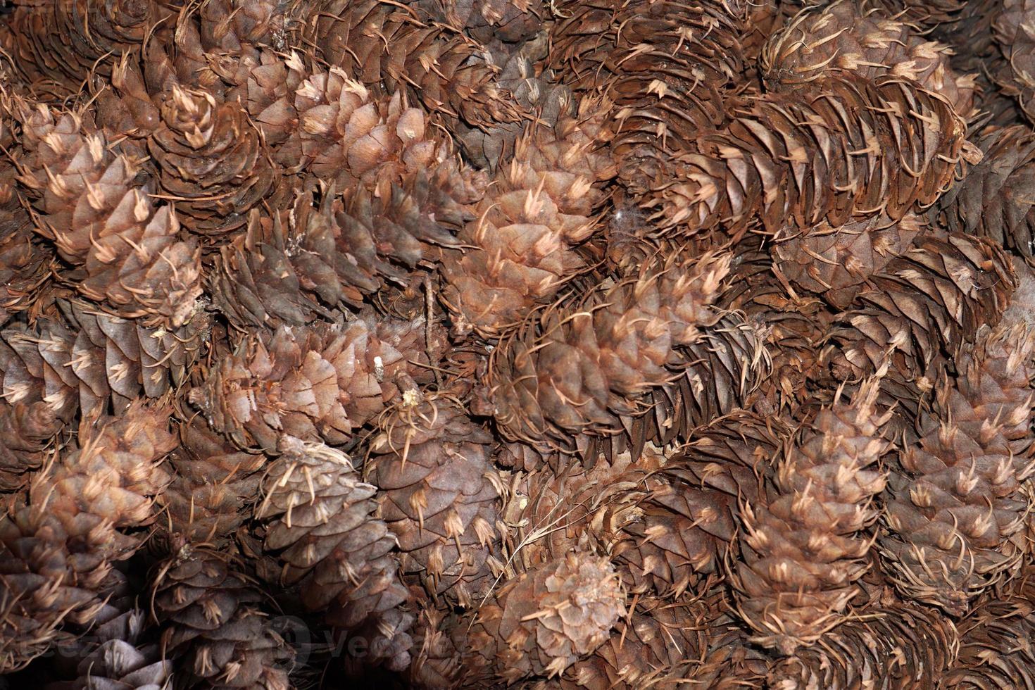 dry pine cones photo