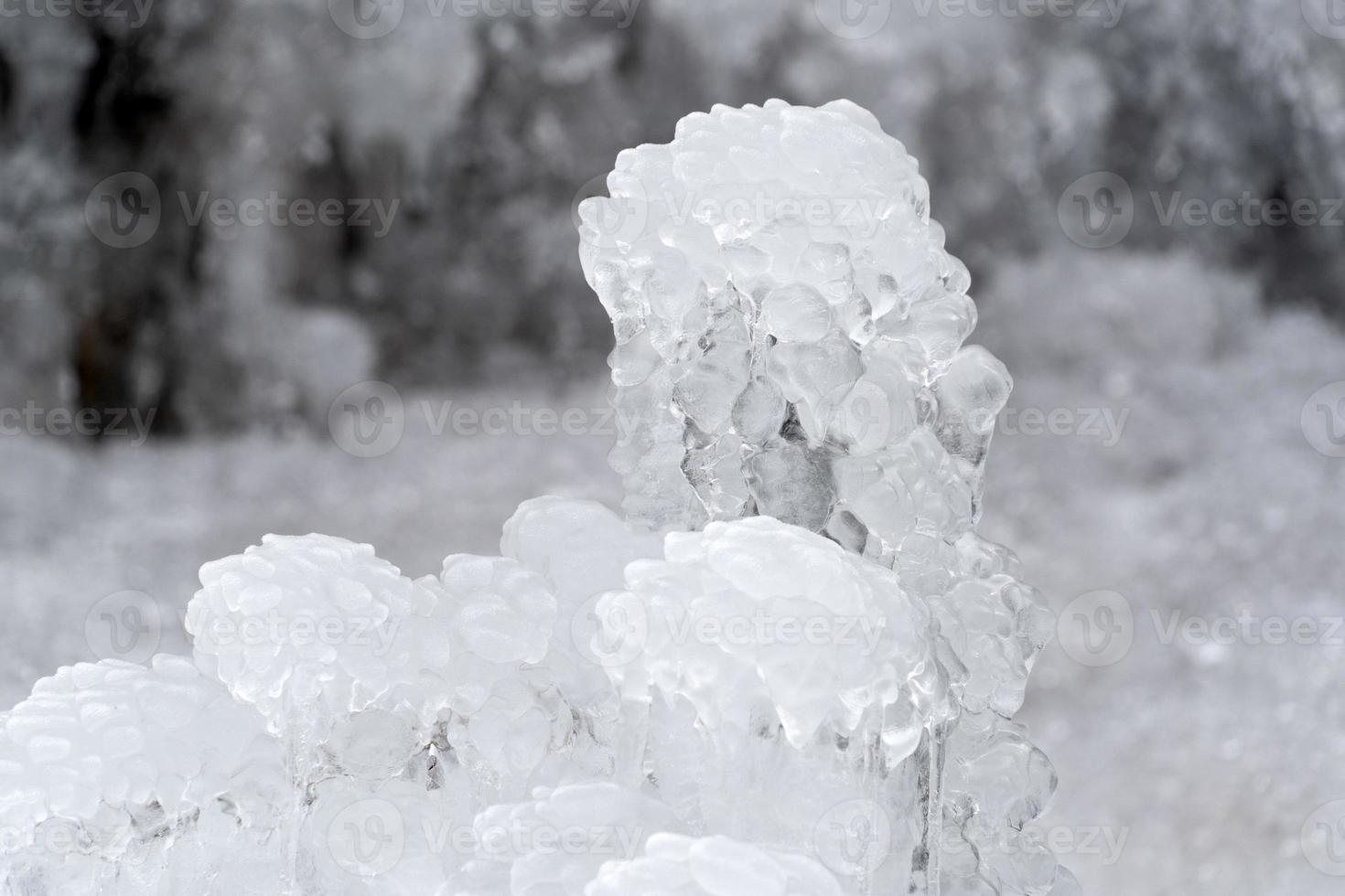 icicles frozen ice on tree branches photo