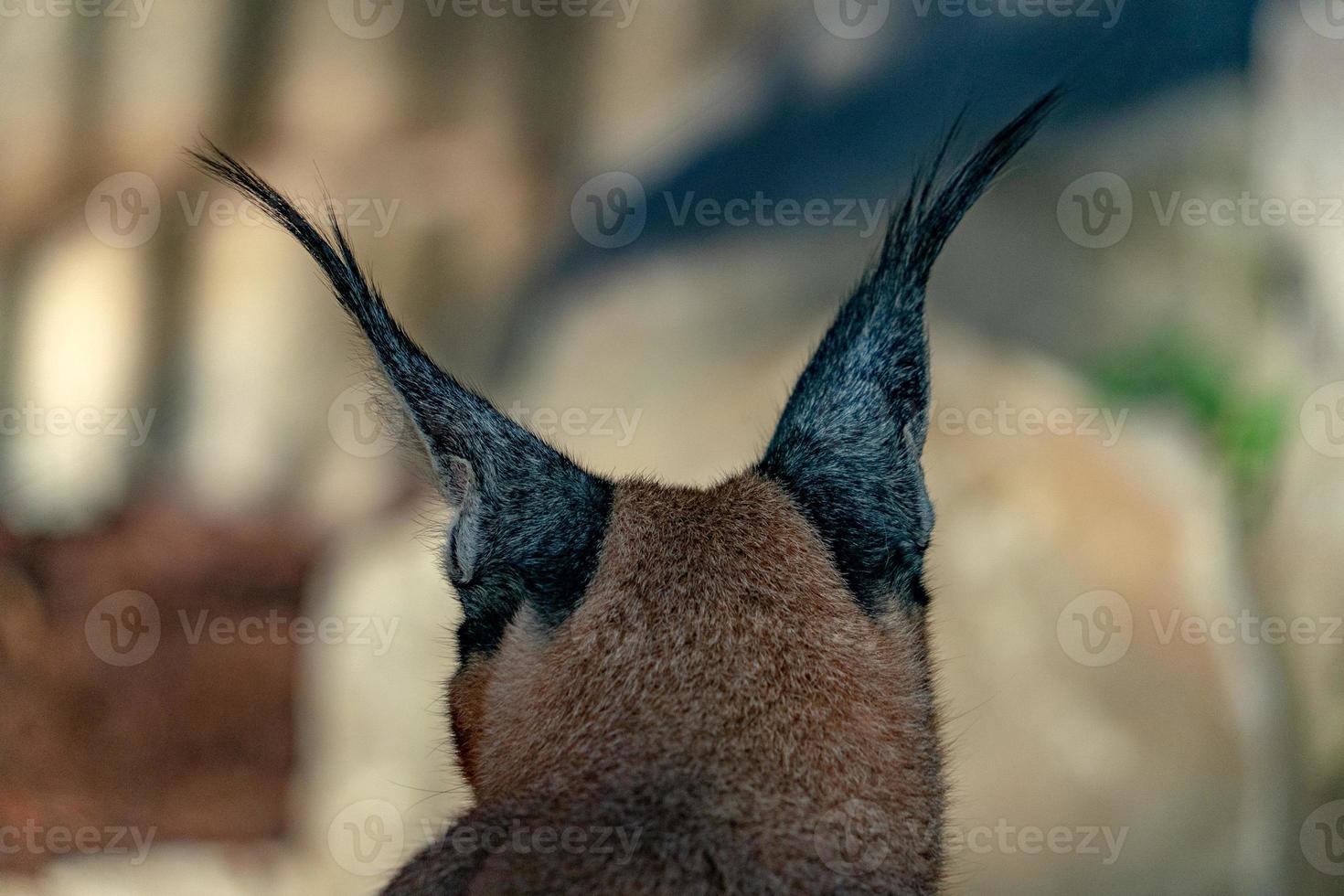 retrato de primer plano de gato montés caracal foto