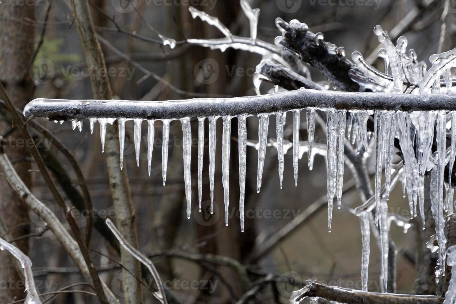 icicles frozen ice on tree branches photo