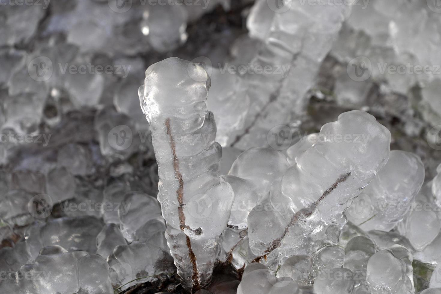 icicles frozen ice on tree branches photo