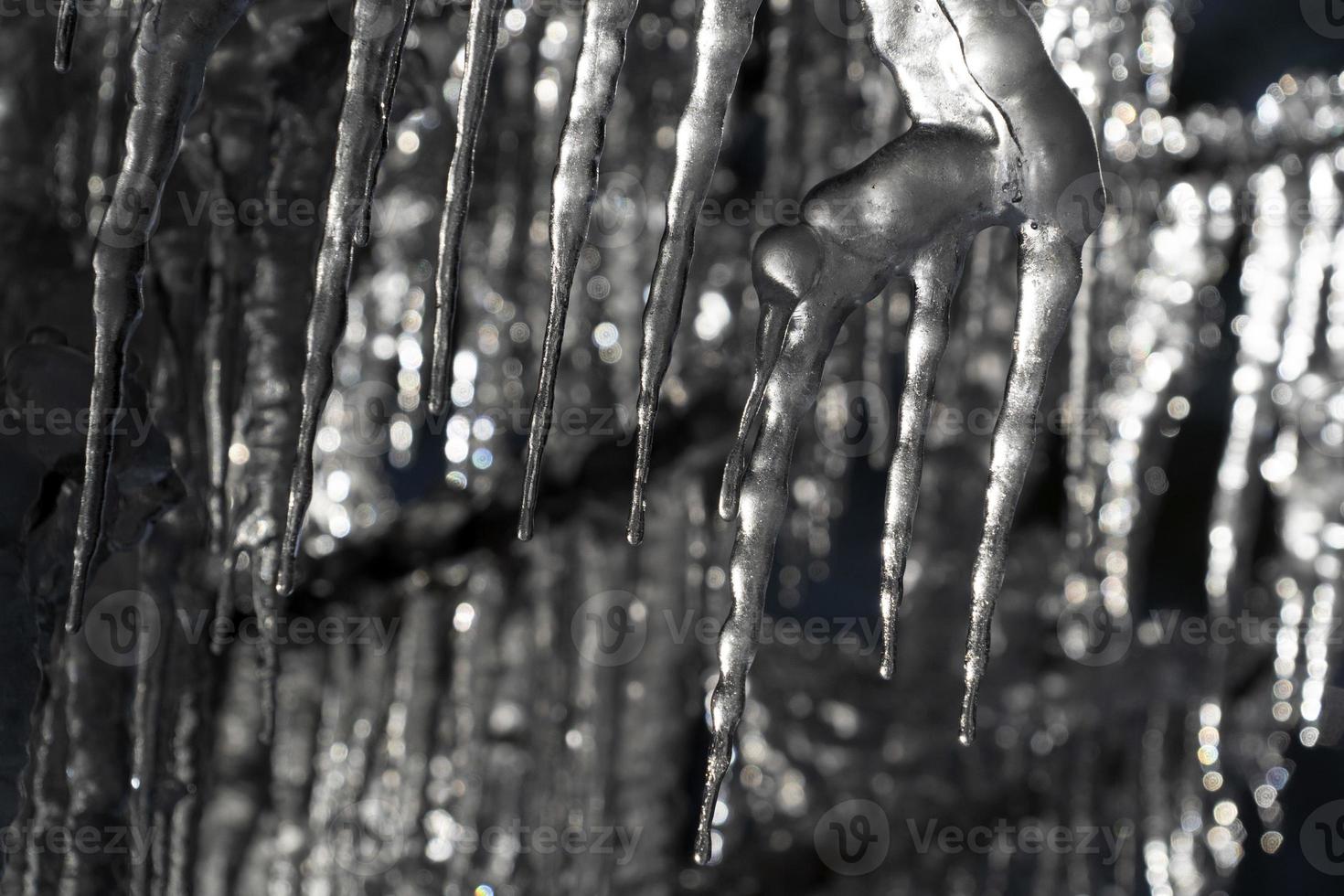 icicles frozen ice on tree branches photo