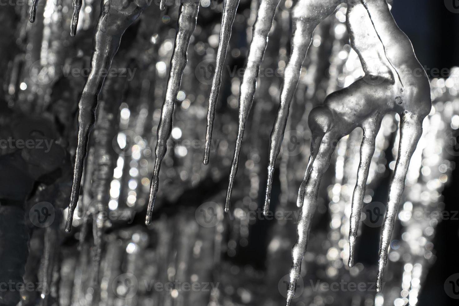 icicles frozen ice on tree branches photo