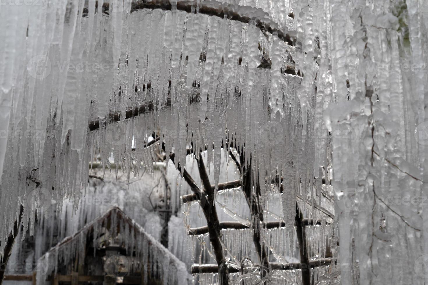 icicles frozen ice on tree branches photo