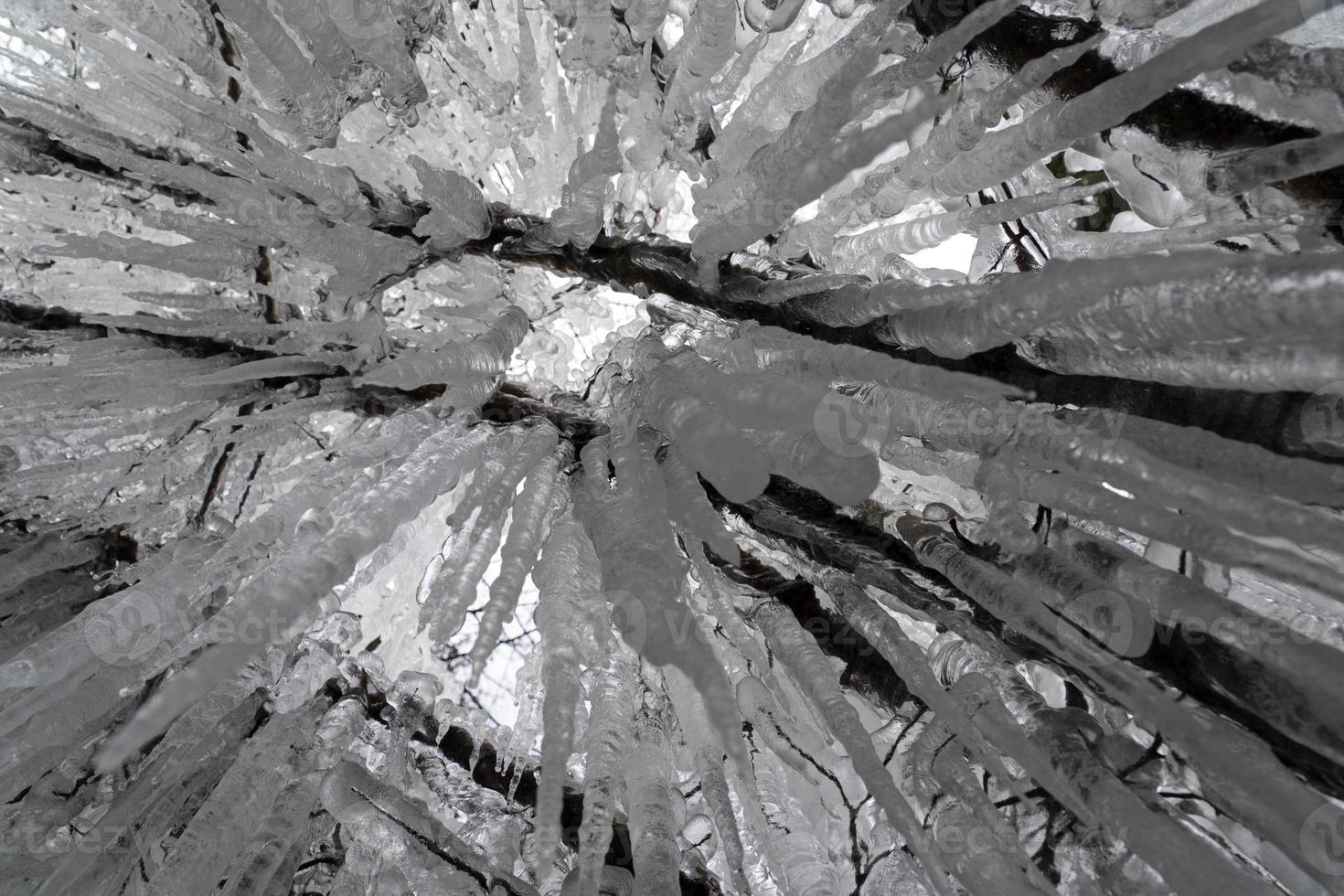 icicles frozen ice on tree branches photo