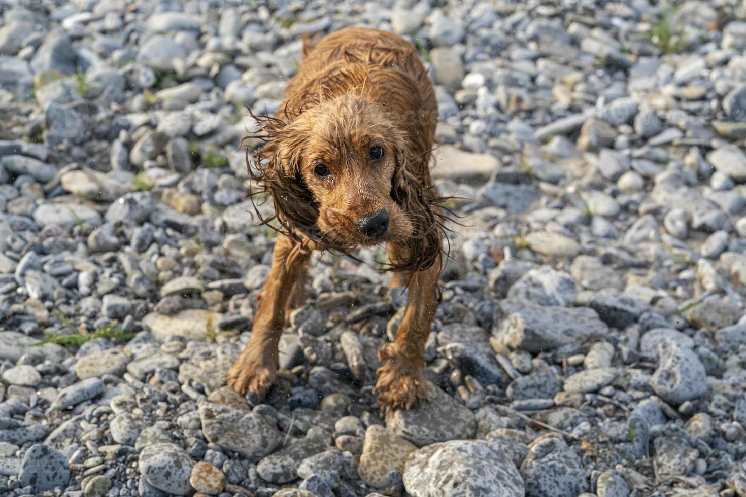happy puppy dog cocker spaniel in the river while stretching photo