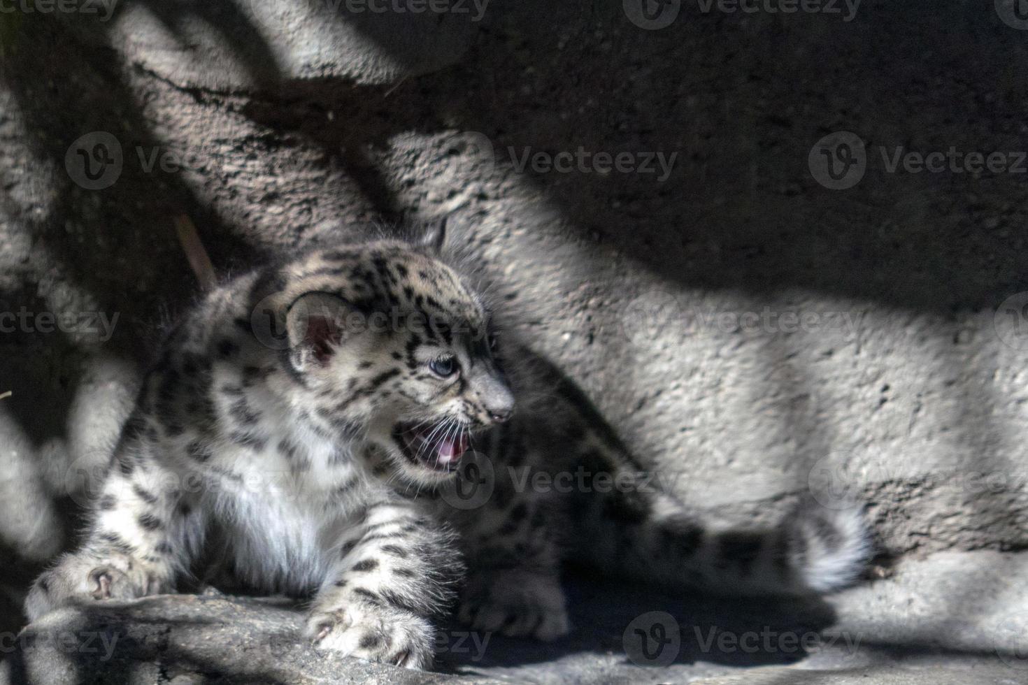 Snow leopard newborn puppy baby photo