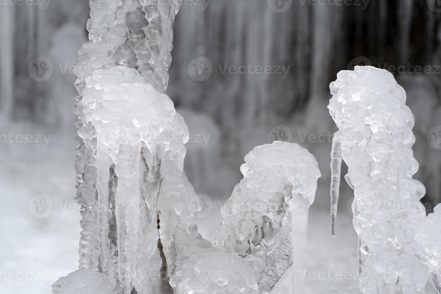 icicles frozen ice on tree branches photo