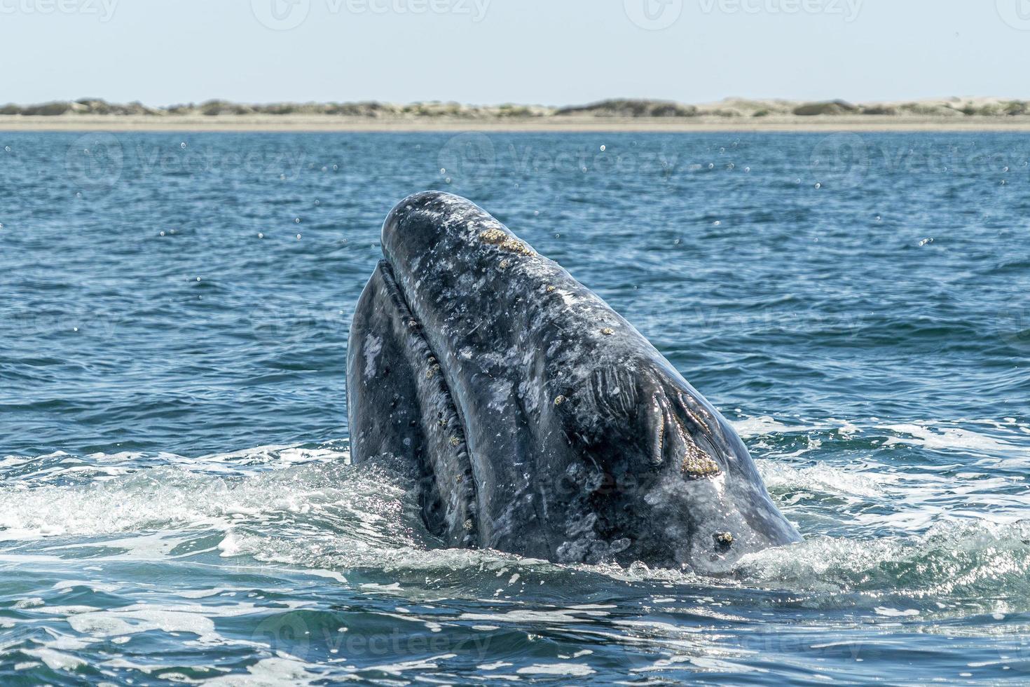 grey whale spy hopping near whalewatching boat in magdalena bay baja california photo