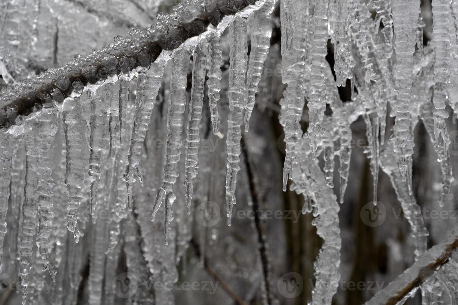 icicles frozen ice on tree branches photo