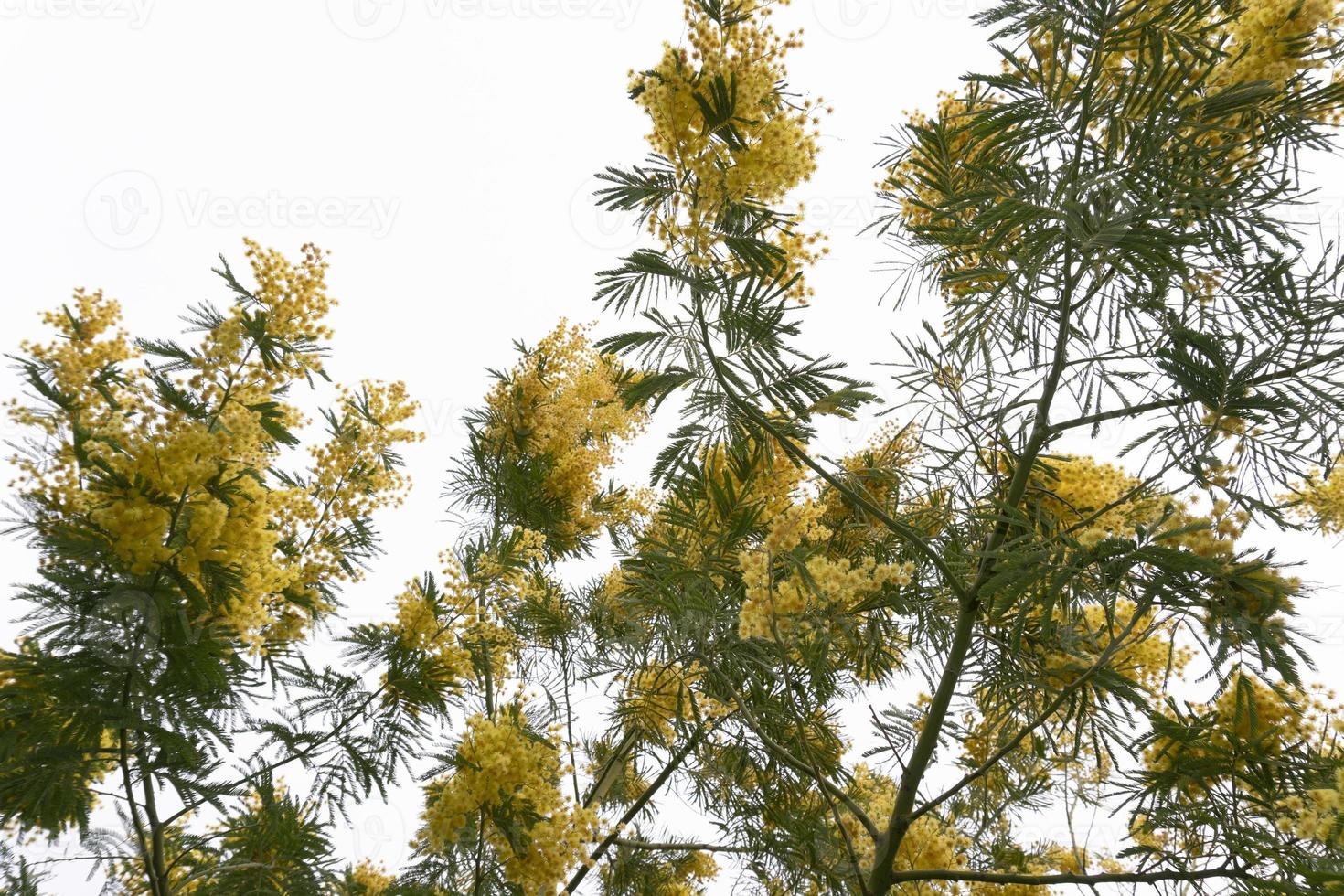 Blooming yellow mimosa on a tree photo