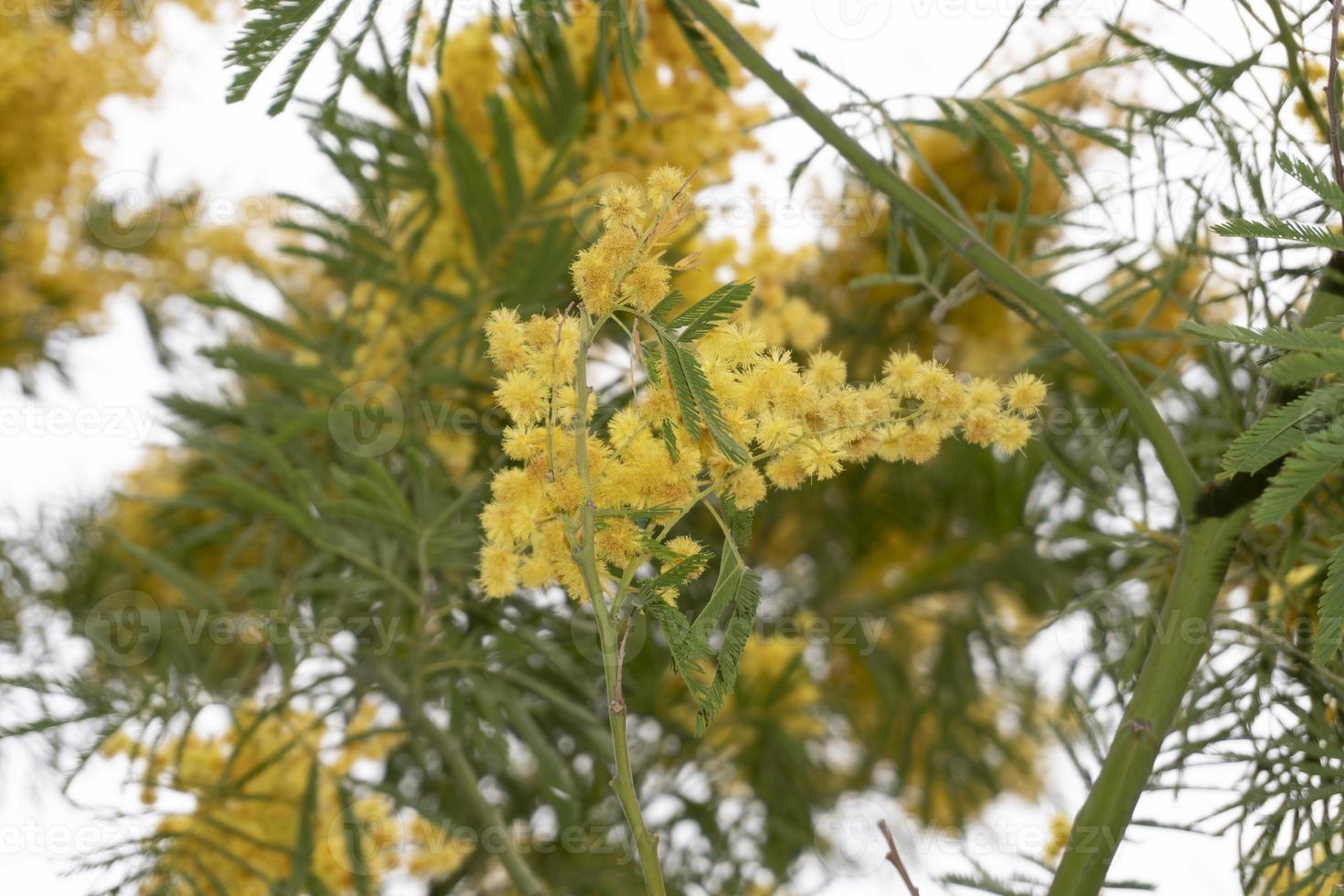 Blooming yellow mimosa on a tree photo