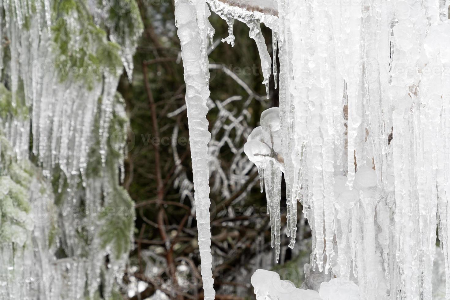 icicles frozen ice on tree branches photo