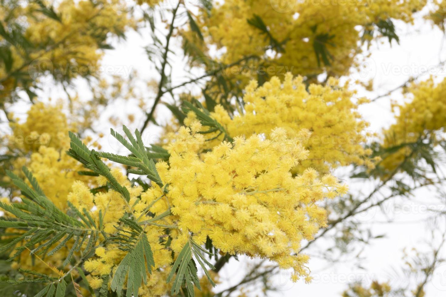 Blooming yellow mimosa on a tree photo