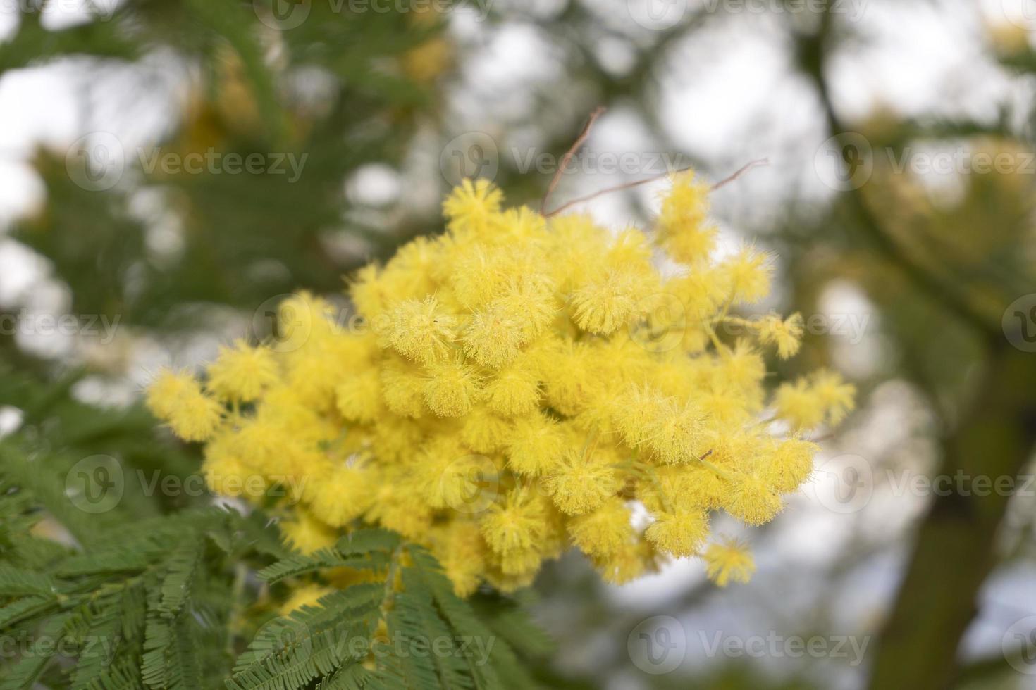 Blooming yellow mimosa on a tree photo