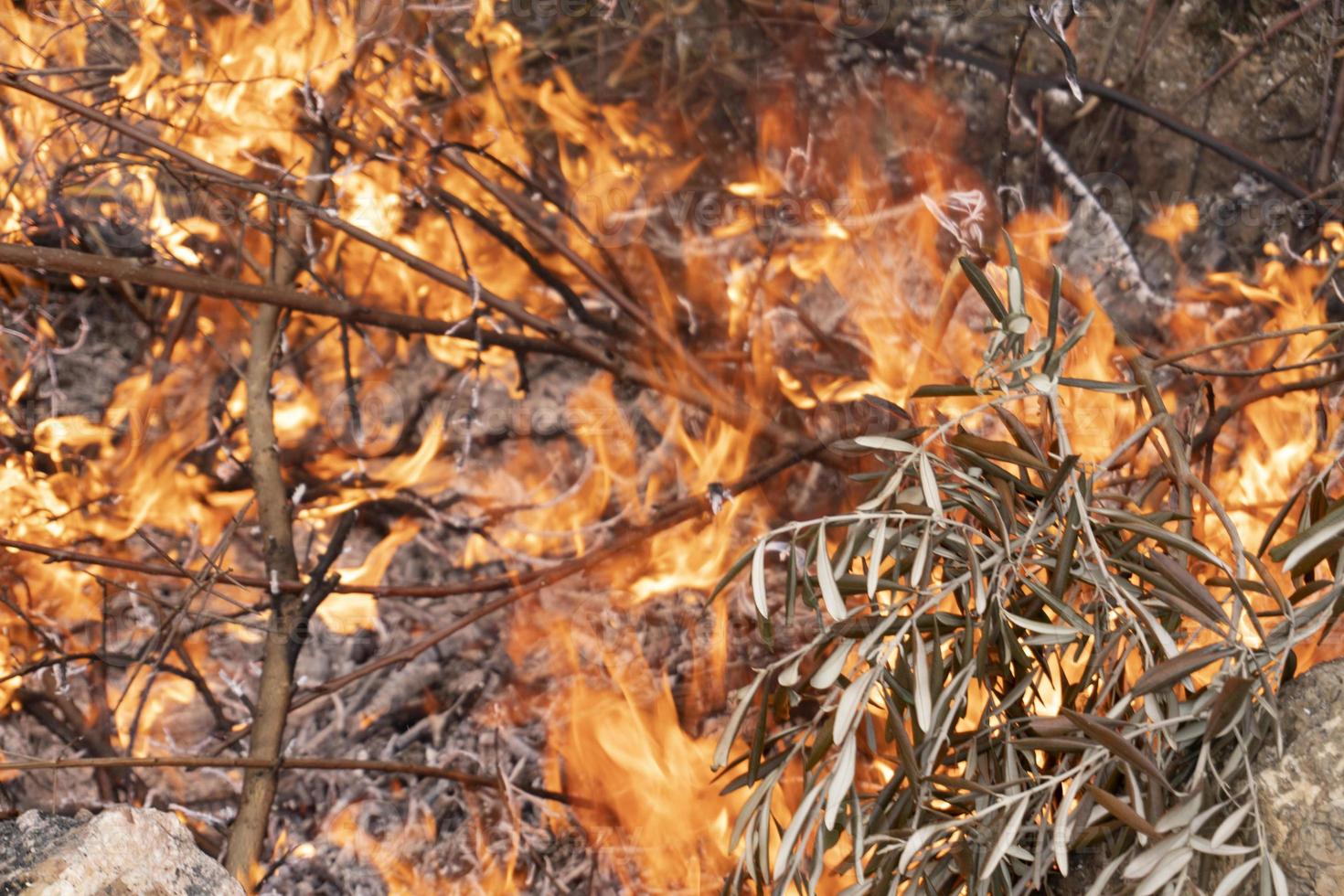 Brushwood burning in fire photo