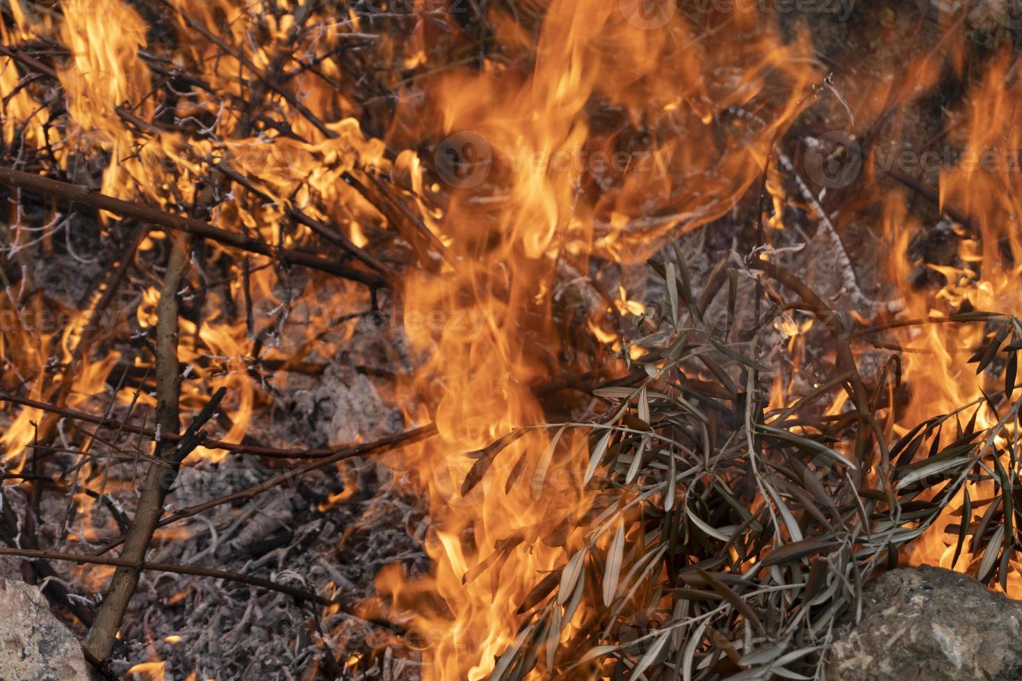 Brushwood burning in fire photo