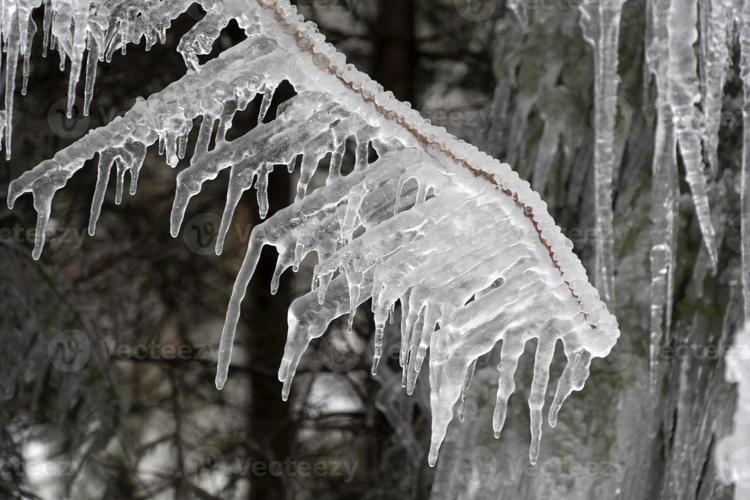 icicles frozen ice on tree branches photo