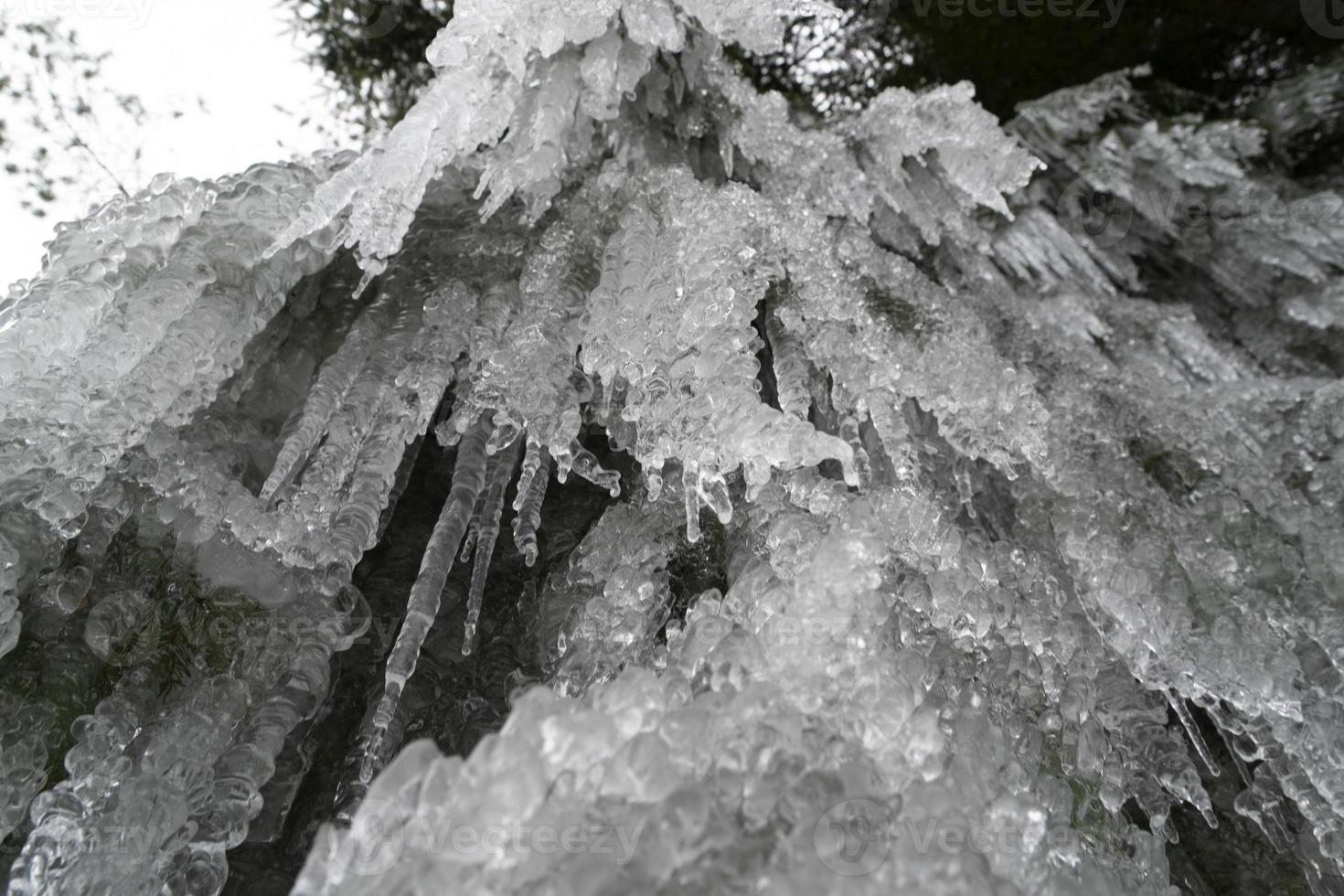 icicles frozen ice on tree branches photo