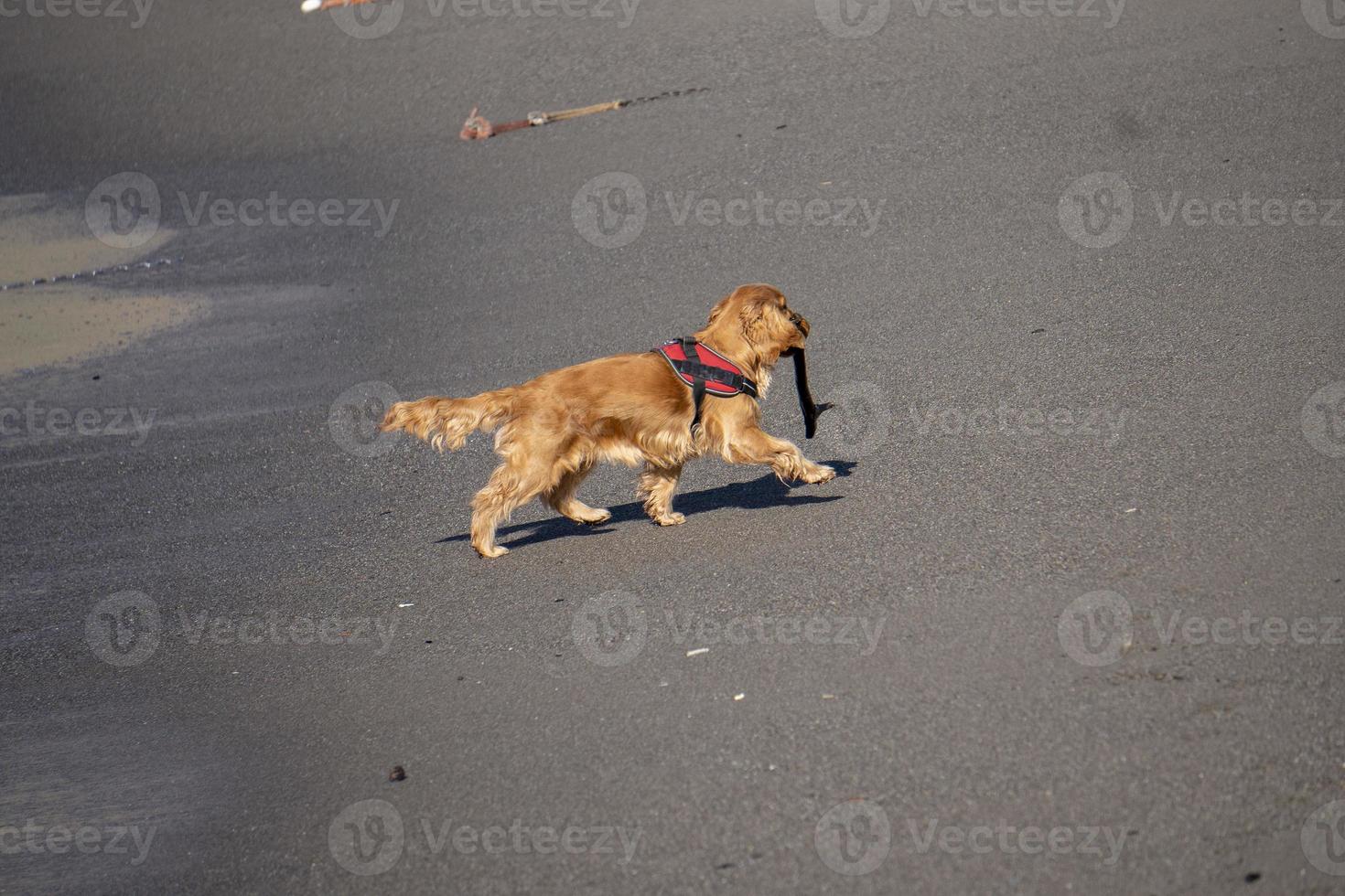 young dog puppy playing on the beach spaniel cocker photo