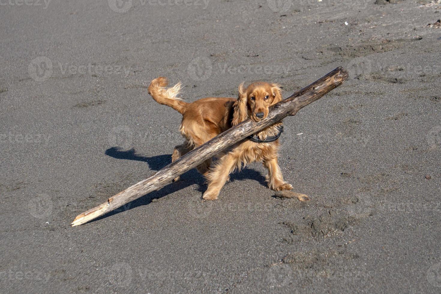 cachorro de perro joven jugando en la playa spaniel cocker foto