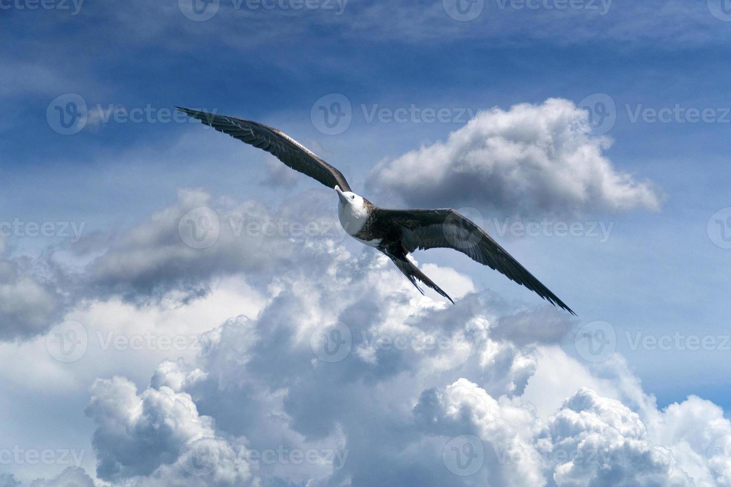 Frigate bird flying on cloudy sky photo