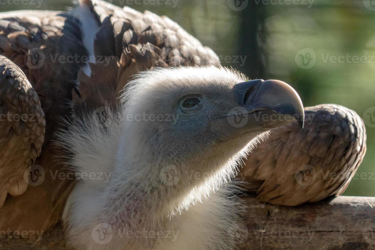 griffon vylture bird of prey portrait photo