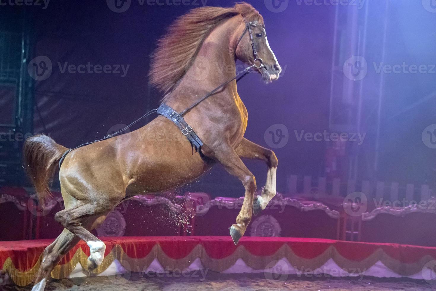 Rampant circus mustang horse photo