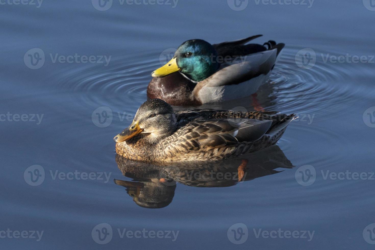 retrato de pájaro pato salvaje en el lago bled foto