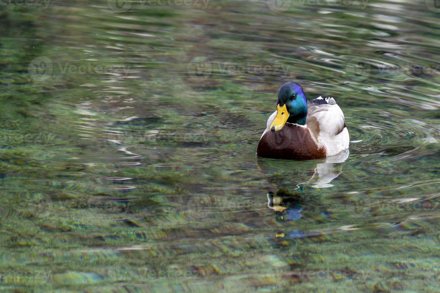 retrato de pájaro pato salvaje en el lago bled foto