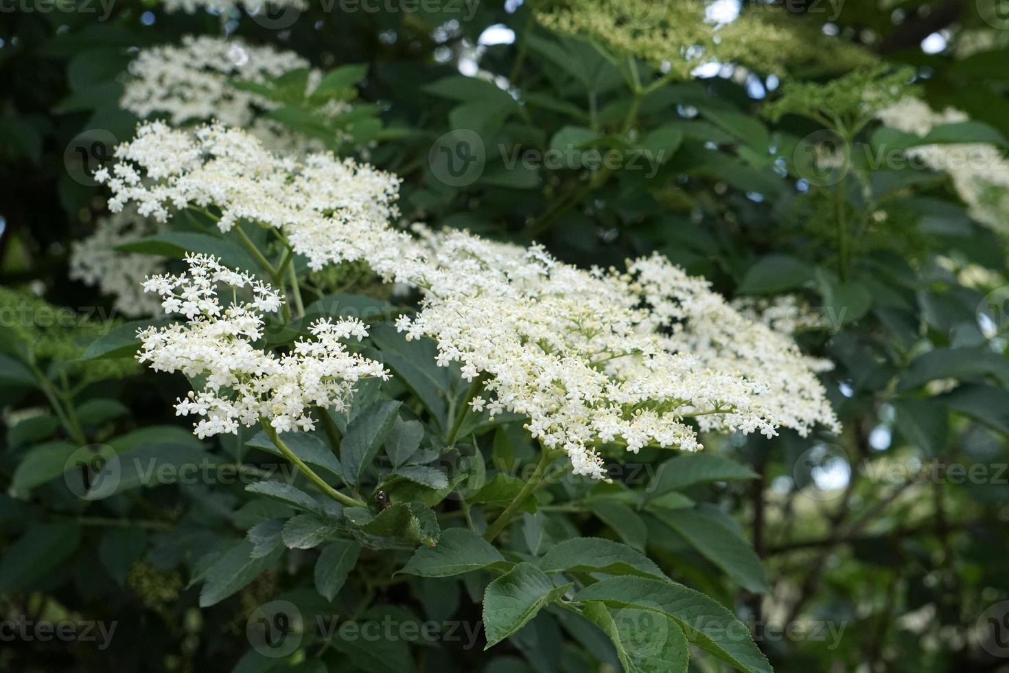 elder tree flowers photo