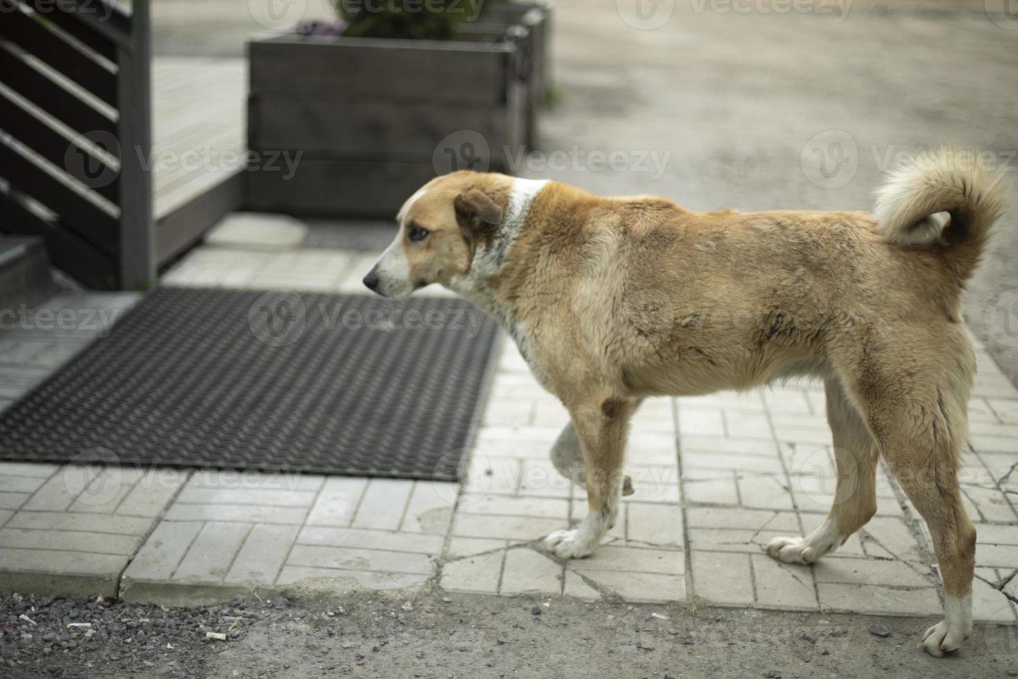 Mixed breed dog. Pet on street. Dog with wool. S photo