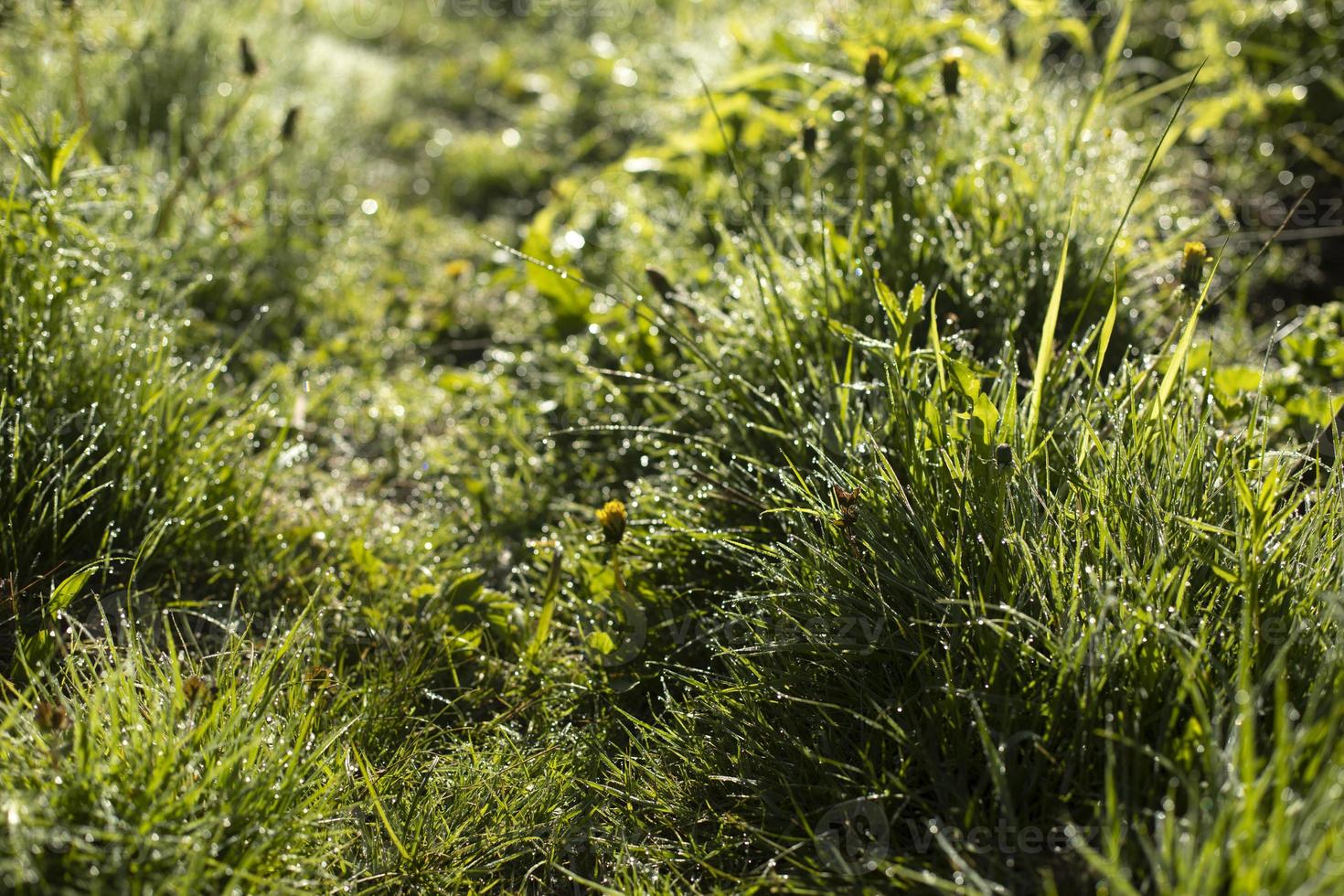 Green grass in dew. Small drops on grass. Soft light on plants. photo