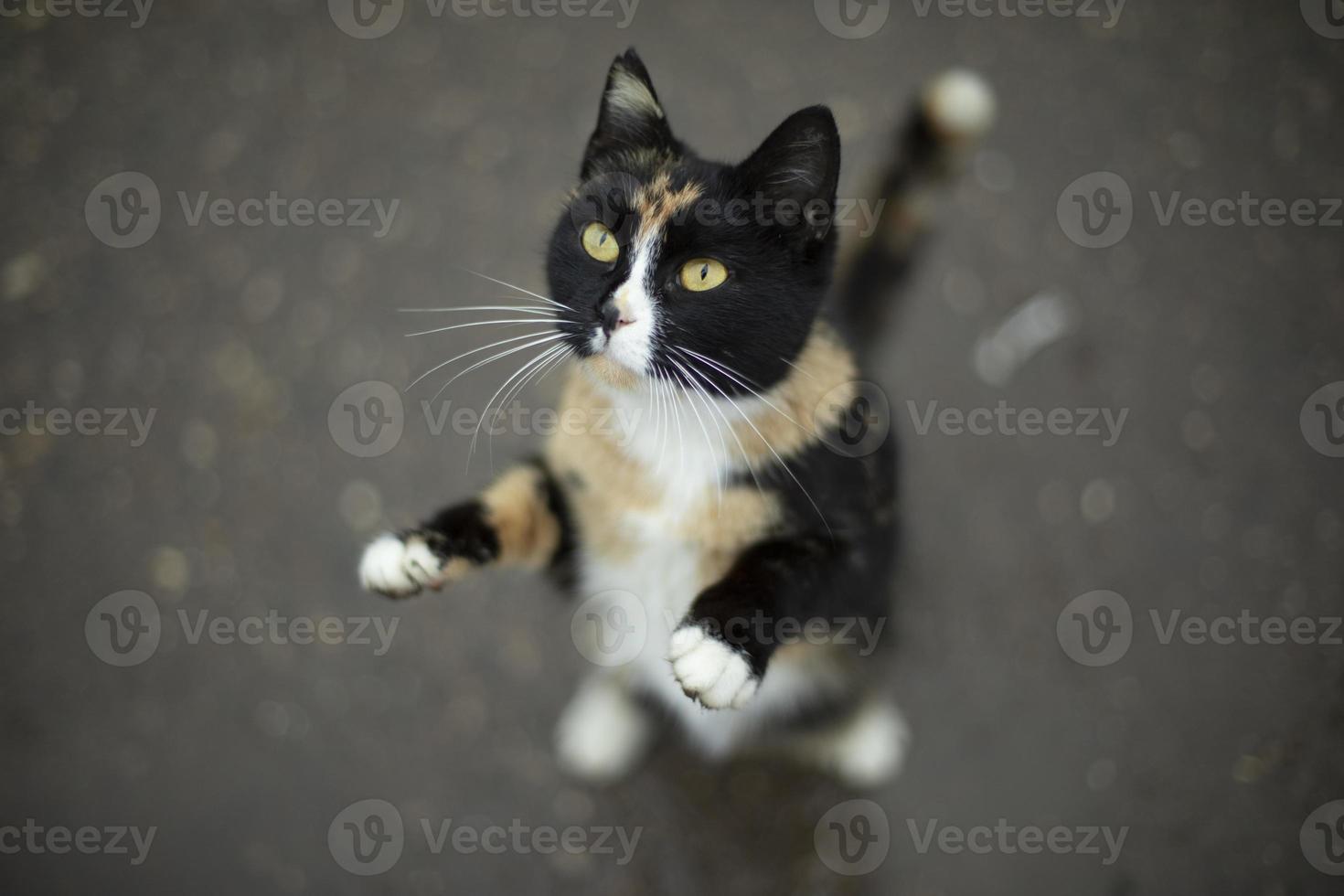 Cat stands on its hind legs. Cute animal. Pet asks for food. photo