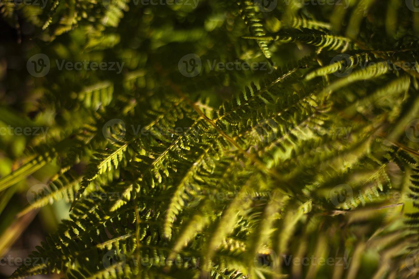 Fern in sunlight. Details of nature. Leaves and stems. photo