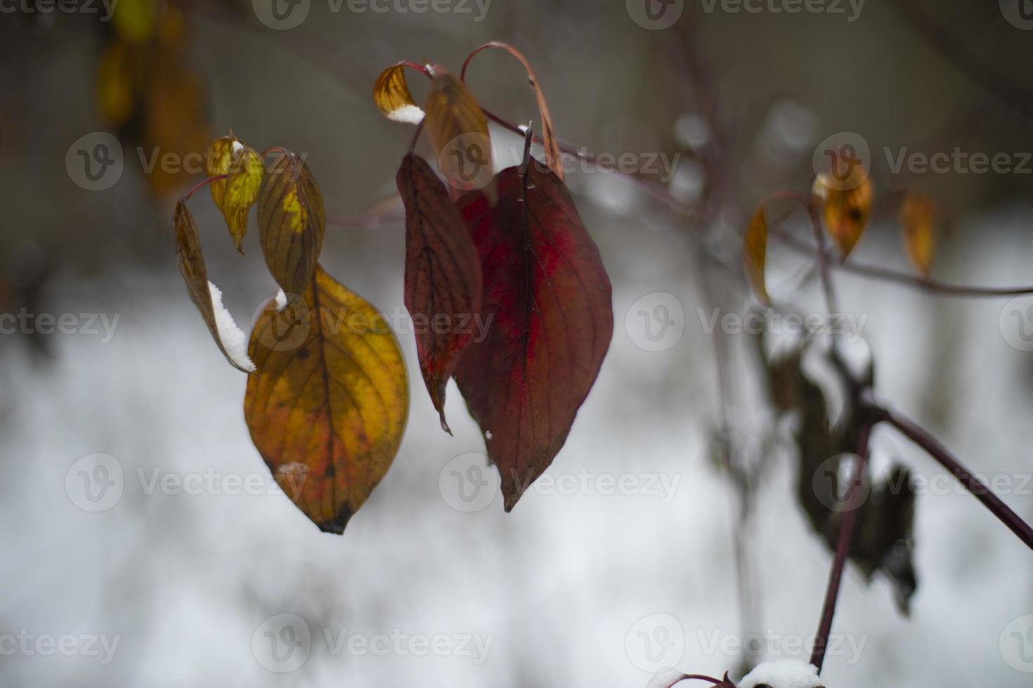 Leaves in snow. Last leaves in autumn. Plants in winter. photo