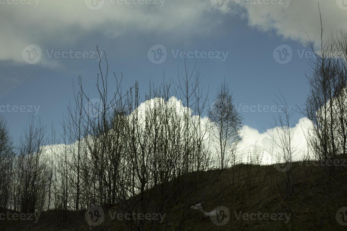 Forest and clouds. Landscape with silhouettes of trees. Natural location. photo