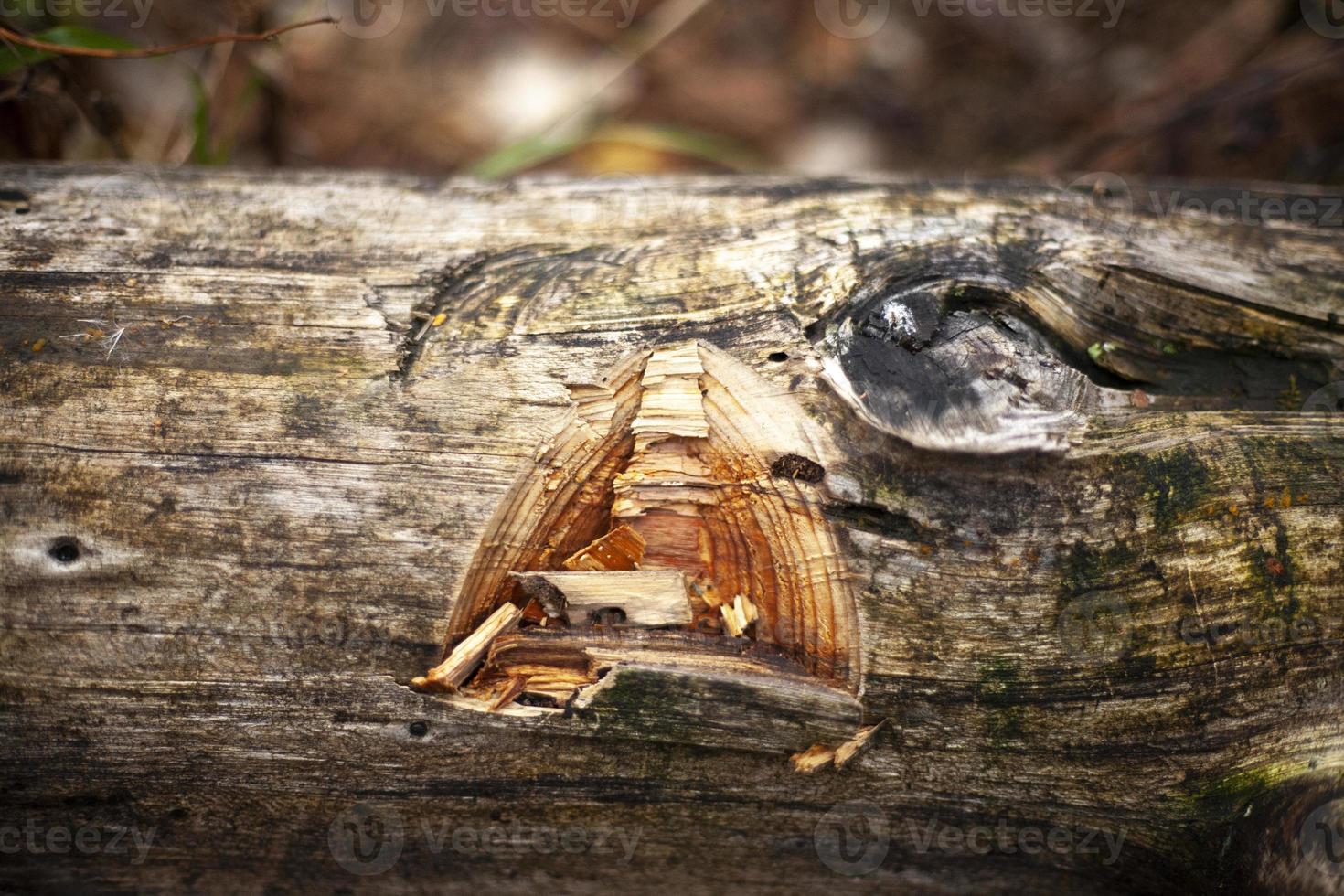 Old tree. Broken piece of trunk. photo